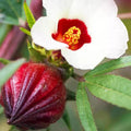Roselle Hibiscus Sabdariffa Plant Live, Red Roselle Hibiscus Live Plant, Jamaican Sorrel 4-8 Inch Tall, in Pot, 2 Plants Per Pot
