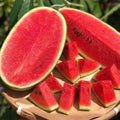 Live Sweet Watermelon Starter Plant, 3-5 Inch Tall