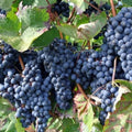 Seedless Grape Vine Live Plant for Planting, 6-10" Potted, Cold Hardy, Spring Fast-Growing and High Yielding (Large Blue-Black Grapes Variety)