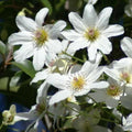 White Clematis Vine Plant Live for Planting, Clematis Plant Live in 2.5 Inches Pot, Clematis Flowers Perennial