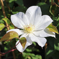 White Clematis Vine Plant Live for Planting, Climbing Clematis Plant Live in 2.5 Inches Pot, Clematis Flowers Perennial