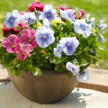 2 Pansy Flower Plants Live 4'' Pot, Multi-Color Blooms Pansies, Outdoor Gardens, Pots, and Landscaping Growing