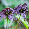 1 Black Bat Flower Tacca Chantrieri Plants Live, 5-9 Inch Tall, Black Orchid Bat Flowers Houseplant