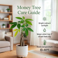 Money Tree, Live Money Tree Houseplant, 6-10 Inc Tall, Air Purifying, Easy Care Indoor Plant, Ideal for Living Room, Office Decoration