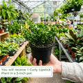 Red Curly Lipstick Plant Live, Curly Lipstick Plant, 3 Inc Pot, 3-5 Inc Tall, Hanging Trailing Houseplant,Vibrant Blooms, Ideal for Indoor Outdoor Growing