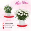 Mini Rose Bush Live Plant in 3.5'' Pot, Miniature Rose Plant Live, 3-5'' Tall, Mini Rose Plant, Live Flower Plant for Office and Home Decoration (White)
