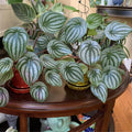 Peperomia Live Plant, Watermelon Peperomia Plant Live Houseplants, Live Peperomia Plant 4 Inches Potted Indoor Ornamental Plant