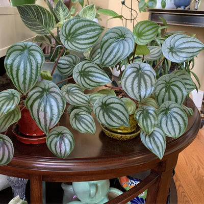 Peperomia Live Plant, Watermelon Peperomia Plant Live Houseplants, Live Peperomia Plant 4 Inches Potted Indoor Ornamental Plant