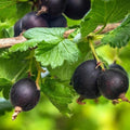 Black Velvet Gooseberry Plant Live for Planting, Black Gooseberry Bushes Live Plant 5 to 9 Inch Tall, Gooseberries Fruit