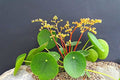 Money Plant, 02 Pilea Peperomioides Plants Live for Garden, House Plant, Money Live Plant from 5 to 8 Inches Tall Seedling