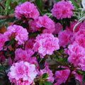 Purple Reblooming Azalea Rhododendron Plant Live in 4 Inch Pot, Azalea Rhododendron Bush Shrub, Bloom in Spring, Late Summer, Fall Rebloom
