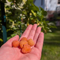 2 Fall Gold Raspberry Plants Live, Sweet Raspberry Bush 4-6 Inches Tall, Edible Fruit Tree for Outdoor Growing