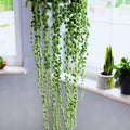 String of Pearls Plant Live, Variegated String of Pearls Plant Live, Succulent Vine Plant Live for Hanging Baskets, 4 Inches Pot