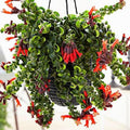 Random Lipstick Plans Live Houseplants in Pot, Aeschynanthus Red Flower Vine Décor Office, Desk Indoor Outdoor Growing
