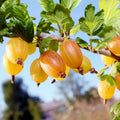 1 Pixwell Gooseberry Plant Live, Gooseberry Bush Live Plant for Planting Your Garden, Gooseberry Shrub Starter Plant 5-9 Inch Tall