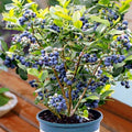 Blue Blueberry Plant Live for Planting, Blueberry Bushes for Planting, 4"-7" Cold Hardy Blueberries Southern Highbush