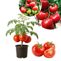 Big Tomato Cherry Live Plant in 4 Inch Pot, Red Tomato Plants Live 8-10 Inch Tall, Vegetable Plant for Planting Outdoor Indoor