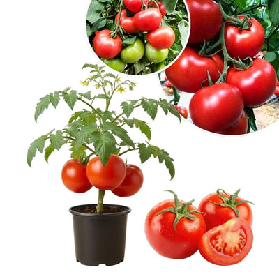 Big Tomato Cherry Live Plant in 4 Inch Pot, Red Tomato Plants Live 8-10 Inch Tall, Vegetable Plant for Planting Outdoor Indoor