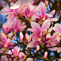 Magnolia Tree Live Plant, Magnolia Flowers Bush, 6-12 Inches Tall, in Pot, Fragrant Magnolia Shrub Ready to Grow (Jane Magnolia)