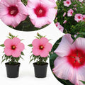 2 Pink Red Hibiscus Plants Live 5-9" in Tall, Hardy Hibiscus Tree Live Plant Year-Round Blooming, No Pot, Outdoor Perennial Planting