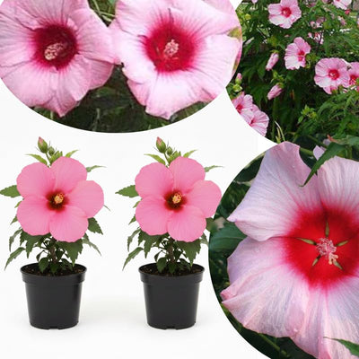 2 Pink Red Hibiscus Plants Live 5-9" in Tall, Hardy Hibiscus Tree Live Plant Year-Round Blooming, No Pot, Outdoor Perennial Planting