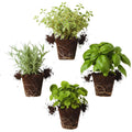 3 Assorted Herbs Plants, Cuban Oregano, Holy Basil, Rosemary, Mint Plant, Other Herbs Live Plant for Gardening, 3 to 5 Inc Tall, No Pot