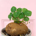 Stephania Cephalantha Bulb Size 3 to 3.5" Wide, Large Size for Fast Growing Stephania Plant Indoor Outdoor, Erecta Caudex Like, Rare Succulent Houseplant