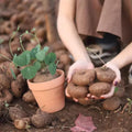 Stephania Cephalantha Bulb, Various Size for Fast Growing Stephania Plant Indoor Outdoor, Erecta Caudex Like, Rare Succulent Houseplant (Small, 2-2.5 Inches Wide)