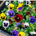 Mix Pansy Plants Live 4 Inch Pot, Colorful Blooms for Garden Beds, Containers, and Borders, Pansies Flowers in Pot 3-5 Inches Tall