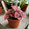 Polka Dot Live Plant, Polka Dot Plant, Small Indoor Plants, 2.5 Inches Pot for Indoor or Outdoor Houseplant (Red)