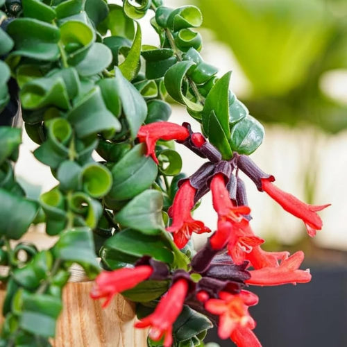 1 Curly Lipstick Plant Live, Aeschynanthus Plant Live in 3 Inch Pot, Twisted Lipstick Vine Houseplant