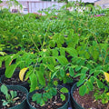 2 Malunggay Plants Moringa Oleifera Trees Live Plant for Planting, Drumstick Horseradish, 6 to 8 Inches in Tall