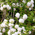 Old Fashion Viburnum Plant Live for Planting, Snowball Viburnum Live Plant 6 to 10 Inches Tall, 4 Inch Pot