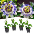 2 Abundant Bloom Blue Passion Flower Plants Live, Passiflora Live Plant for Trailing, Climbing Trellis Outdoor, 5-9" in Tall, Perennial, Fragrant