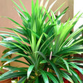 Pandan Leaves Plant Herb for Planting Indoor Outdoor Perennial Ornament Vegetable Pandan 5-8 Inches in Tall