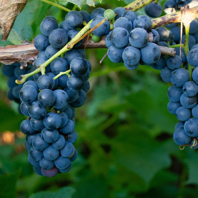 Grape Vine, Grape Plant Live 1-2 Years Old, Sweet Grape Fruit Tree, Very Cold Hardy (Blue Grape)