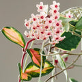 Hoya Plant Live Houseplants, Hoya Live Plant, in 4" Pot, Queen