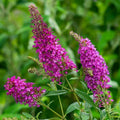 Pink Butterfly Bush Live Plant Shrub, Buddleia Bush Well Rooted, 5 to 10 Inc Tall