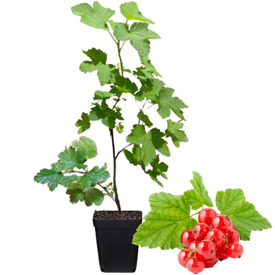 Currant Bush Live Plant, Currant Plant Live for Planting Sweet Current Plant Shrub, Currant Berries, 1 Year Bare Root, 6-12 Inch Tall (Red Currant)