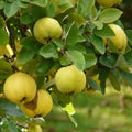 Quince Tree Live Plant, Cold Hardy Edible Fruit Tree, 2-3 Ft Tall
