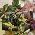 Pink Wandering Jew Plant, Wandering Jew House Plant, Pink Wandering Jew Vine Plant Live 2.5 Inches Pot to Plant Indoor Outdoor