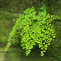 Live Fern Plant Pot, Maidenhair Fern Plant Live, 4 to 5 Inches Tall