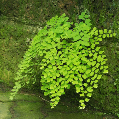Live Fern Plant Pot, Maidenhair Fern Plant Live, 4 to 5 Inches Tall