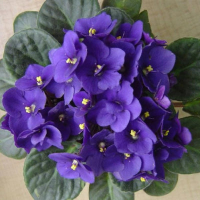 African Violet Plant, Blue African Violets Live Plants, 4 to 6 Inc Tall