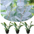 Baby Blue Eucalyptus Tree Live, Eucalyptus Plant Live in 2.5" Pot, Starter Plants, Cold Hardy, Dormant in Winter