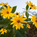 1 LB Jerusalem Artichoke Tubers for Planting, Sunchoke Rhizomes Bulbs for Planting, Cold Hardy Gardening Indoor Outdoor
