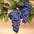 Seedless Grape Vine, Grape Plant Live Well Rooted Plant Zones 4 to 9, Sweet Grape Fruit Tree, in 2.5" Pot