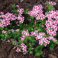 Pack 3 Bicolor Red White Verbena Plants Live Perennial Ground Cover, No Pot, 5-9" in Tall, Can Grow As Trailing Bushes, Spring Flowers