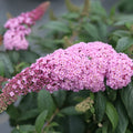Pink Butterfly Bush Live Plant in 4 Inch Pot Planting Perennial Outdoors Garden Bush Shrub