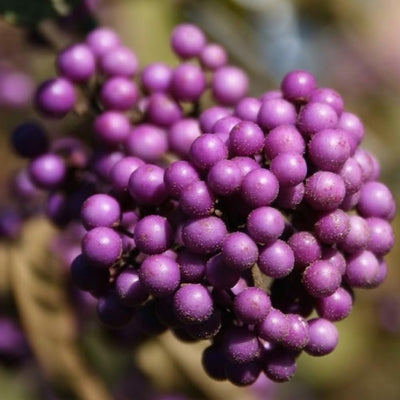 Beautyberry Plant Live, 4 to 6 Inches Tall, Berry Bushes Live Plants for Planting, American Beautyberry Fruits Trees, 4 Inc Pot, Well-Rooted